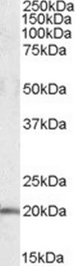 U2AF1L4 Polyclonal Antibody