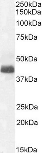 WISP1 Antibody in Western Blot (WB)