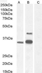 WISP1 Antibody in Western Blot (WB)
