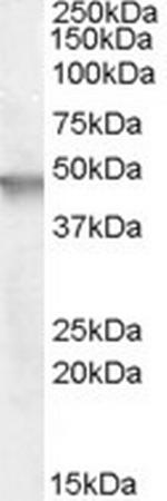 Cytohesin 2 Polyclonal Antibody