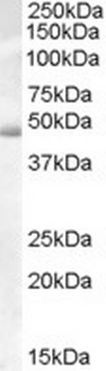 Actin-like 7B Polyclonal Antibody