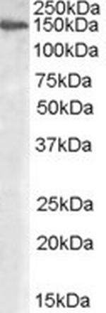 MAN2A1 Polyclonal Antibody