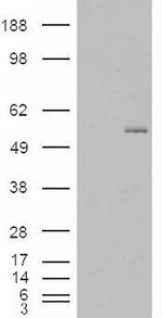 GCNT3 Antibody in Western Blot (WB)