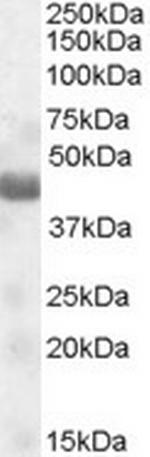 NPRL2 Polyclonal Antibody