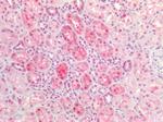 DNMT1 Antibody in Immunohistochemistry (Paraffin) (IHC (P))