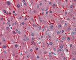 Frizzled-2 Antibody in Immunohistochemistry (Paraffin) (IHC (P))