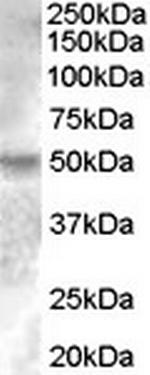 ESRRG Polyclonal Antibody