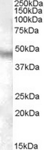 NPFF1 Polyclonal Antibody
