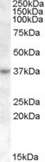 RASSF7 Polyclonal Antibody