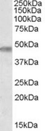 TOM1L1 Polyclonal Antibody