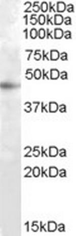 RASSF6 Polyclonal Antibody
