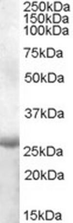 APOBEC2 Polyclonal Antibody