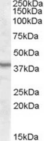 ASNA1 Polyclonal Antibody