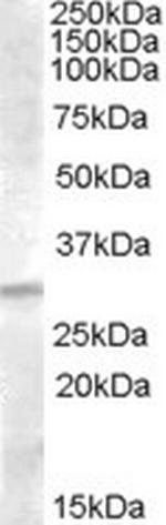 IGFBP4 Polyclonal Antibody