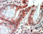 RELM beta Antibody in Immunohistochemistry (Paraffin) (IHC (P))
