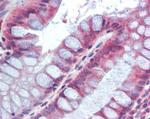 RELM beta Antibody in Immunohistochemistry (Paraffin) (IHC (P))