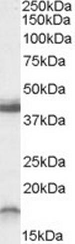 RAMP1 Polyclonal Antibody