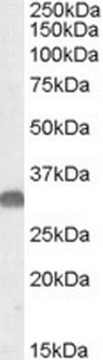 OTUB1 Polyclonal Antibody