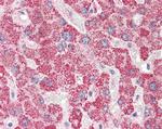 Apolipoprotein L6 Antibody in Immunohistochemistry (Paraffin) (IHC (P))
