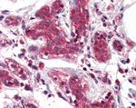 DAGLA Antibody in Immunohistochemistry (Paraffin) (IHC (P))