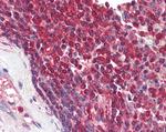 DAGLA Antibody in Immunohistochemistry (Paraffin) (IHC (P))