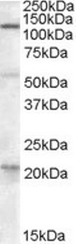 DAGLA Antibody in Western Blot (WB)