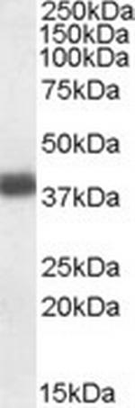 Apolipoprotein L2 Polyclonal Antibody