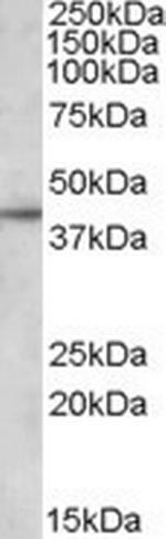 Apolipoprotein L3 Polyclonal Antibody