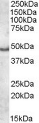 Apolipoprotein L5 Antibody in Western Blot (WB)