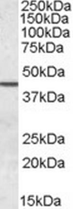Septin 2 Antibody in Western Blot (WB)