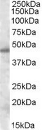 Septin-7 Polyclonal Antibody