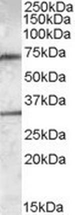 LIPG Polyclonal Antibody