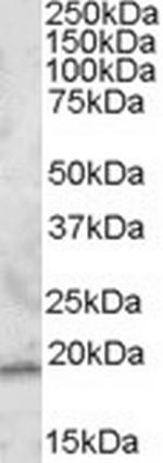 RGS13 Polyclonal Antibody