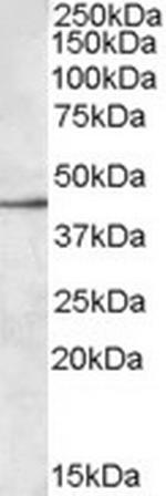 SIGLEC8 Polyclonal Antibody