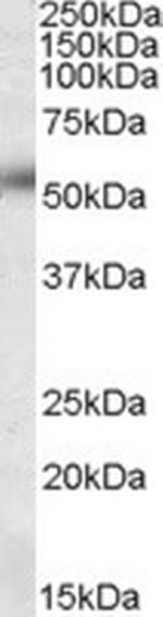 ORAI1 Polyclonal Antibody