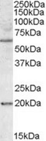 BAG4 Antibody in Western Blot (WB)