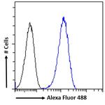 GAD67 Antibody in Flow Cytometry (Flow)