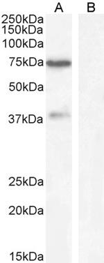 WIZ Polyclonal Antibody