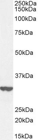 ITM2B Antibody in Western Blot (WB)