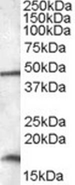 RBM3 Polyclonal Antibody