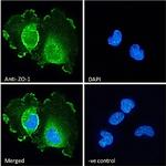 ZO-1 Antibody in Immunocytochemistry (ICC/IF)