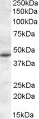 MTNR1A Polyclonal Antibody