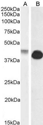 Connexin 43 Polyclonal Antibody