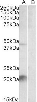 Kallikrein 6 Polyclonal Antibody