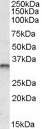 JunB Antibody in Western Blot (WB)