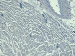 Nkx2.5 Antibody in Immunohistochemistry (Paraffin) (IHC (P))