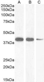 Nkx2.5 Antibody in Western Blot (WB)