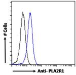 PLA2R1 Polyclonal Antibody