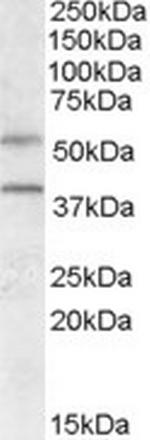 GPR81 Polyclonal Antibody