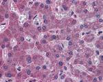 IREB2 Antibody in Immunohistochemistry (Paraffin) (IHC (P))